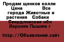 Продам щенков колли › Цена ­ 15 000 - Все города Животные и растения » Собаки   . Свердловская обл.,Верхняя Пышма г.